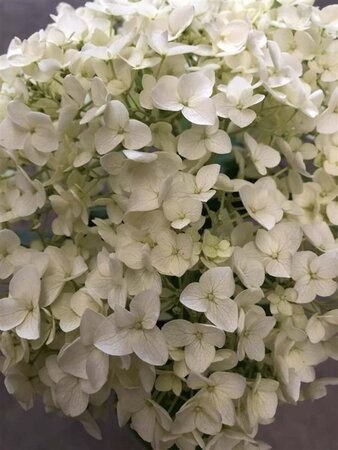 Hydrangea a. Strong Annabelle = 'Incrediball' geen maat specificatie cont. 3,0L - afbeelding 3