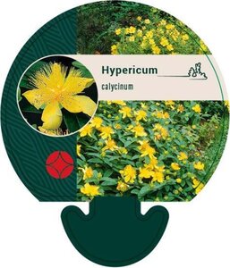 Hypericum calycinum geen maat specificatie 0,55L/P9cm - afbeelding 8