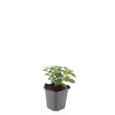 Hypericum calycinum geen maat specificatie 0,55L/P9cm - afbeelding 3