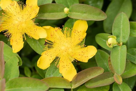 Hypericum calycinum geen maat specificatie 0,55L/P9cm - afbeelding 1