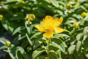 Hypericum calycinum geen maat specificatie 0,55L/P9cm - afbeelding 11