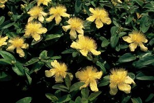 Hypericum calycinum geen maat specificatie 0,55L/P9cm - afbeelding 5