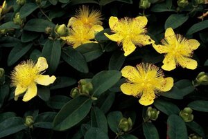 Hypericum calycinum geen maat specificatie 0,55L/P9cm - afbeelding 4