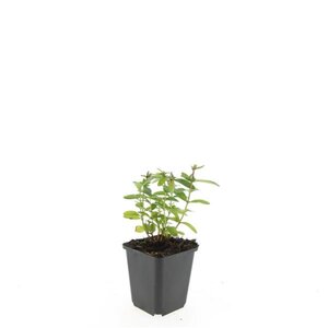 Hypericum calycinum geen maat specificatie 0,55L/P9cm - afbeelding 2