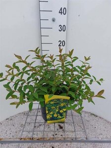 Hypericum 'Hidcote' 30-40 cm cont. 3,0L - afbeelding 1