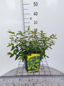 Hypericum 'Hidcote' 30-40 cm cont. 3,0L - afbeelding 3