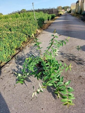 Hypericum 'Hidcote' 30-40 cm cont. 3,0L - afbeelding 2