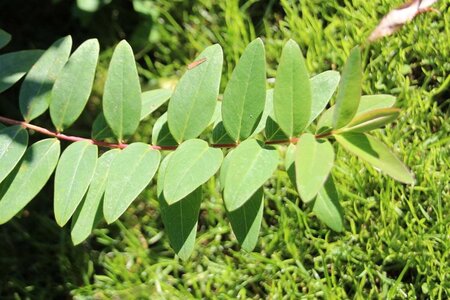 Hypericum 'Hidcote' geen maat specificatie cont. 2,0L - afbeelding 1