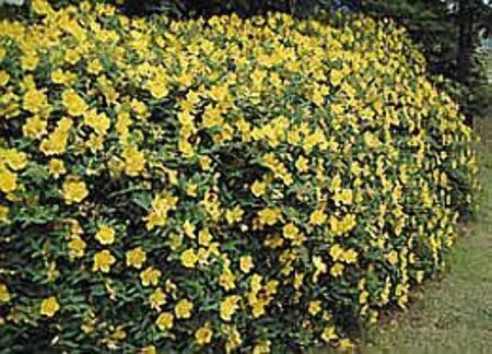 Hypericum 'Hidcote' geen maat specificatie cont. 2,0L - afbeelding 2