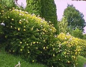 Hypericum 'Hidcote' geen maat specificatie cont. 2,0L - afbeelding 3