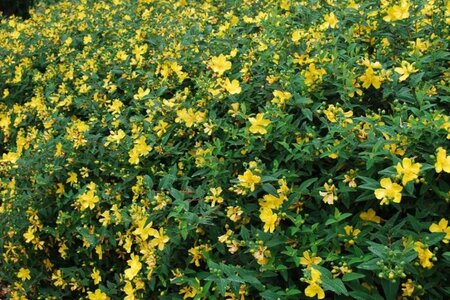 Hypericum 'Hidcote' geen maat specificatie cont. 2,0L - afbeelding 4