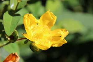 Hypericum 'Hidcote' geen maat specificatie cont. 2,0L - afbeelding 5