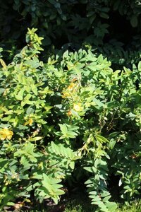 Hypericum 'Hidcote' geen maat specificatie cont. 2,0L - afbeelding 6