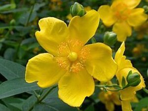 Hypericum 'Hidcote' geen maat specificatie cont. 2,0L - afbeelding 7