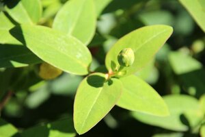 Hypericum 'Hidcote' geen maat specificatie cont. 2,0L - afbeelding 8