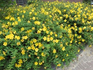 Hypericum 'Hidcote' geen maat specificatie 0,55L/P9cm - afbeelding 9