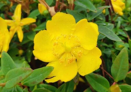 Hypericum 'Hidcote' geen maat specificatie 0,55L/P9cm - afbeelding 8