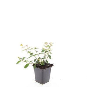 Hypericum 'Hidcote' geen maat specificatie 0,55L/P9cm - afbeelding 2