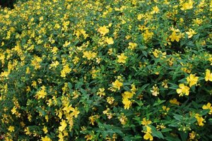 Hypericum 'Hidcote' geen maat specificatie 0,55L/P9cm - afbeelding 14