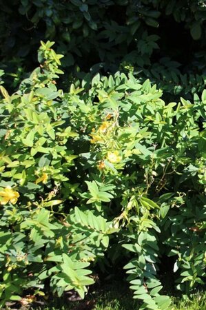 Hypericum 'Hidcote' geen maat specificatie 0,55L/P9cm - afbeelding 12