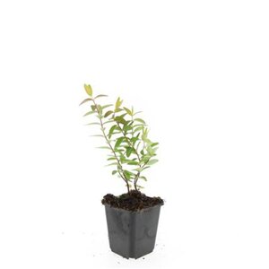 Hypericum 'Hidcote' geen maat specificatie 0,55L/P9cm - afbeelding 17