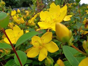 Hypericum 'Hidcote' geen maat specificatie 0,55L/P9cm - afbeelding 7