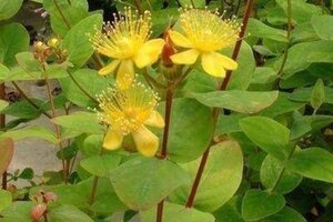 Hypericum i. 'Rheingold' geen maat specificatie cont. 3,0L