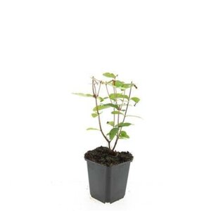 Hypericum i. 'Rheingold' geen maat specificatie 0,55L/P9cm - afbeelding 1