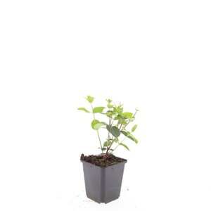 Hypericum i. 'Rheingold' geen maat specificatie 0,55L/P9cm - afbeelding 2