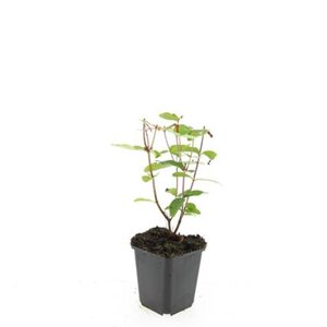 Hypericum i. 'Rheingold' geen maat specificatie 0,55L/P9cm - afbeelding 3