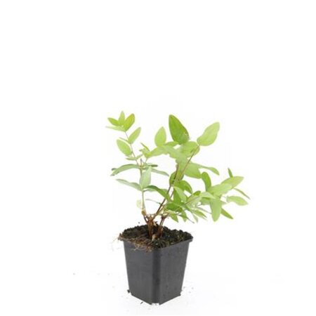 Hypericum i. 'Rheingold' geen maat specificatie 0,55L/P9cm - afbeelding 4