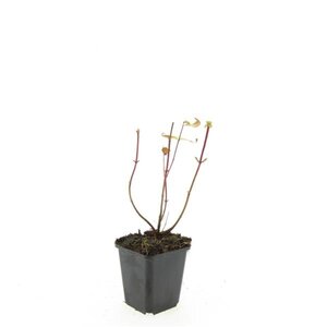 Hypericum i. 'Rheingold' geen maat specificatie 0,55L/P9cm - afbeelding 5