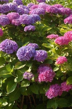 Hydrangea m. 'Bodensee' 25-30 cm cont. 3,0L - afbeelding 1