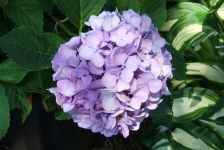 Hydrangea m. 'Bodensee' 25-30 cm cont. 3,0L - afbeelding 2