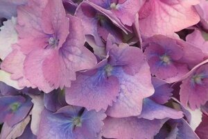 Hydrangea m. 'Bodensee' 25-30 cm cont. 3,0L - afbeelding 3