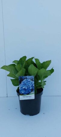 Hydrangea m. 'Bodensee' 25-30 cm cont. 3,0L - afbeelding 8