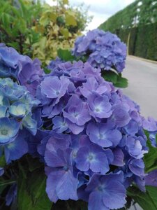 Hydrangea m. 'Bodensee' 25-30 cm cont. 3,0L - afbeelding 5