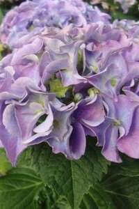 Hydrangea m. 'Bodensee' 25-30 cm cont. 3,0L - afbeelding 6