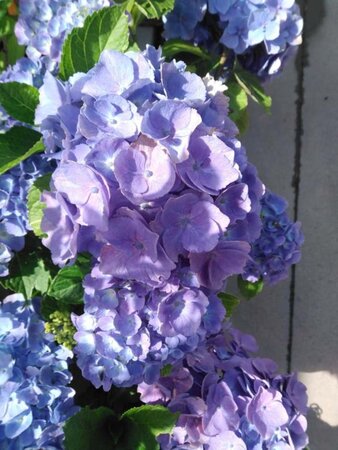 Hydrangea m. 'Bodensee' 25-30 cm cont. 3,0L - afbeelding 7