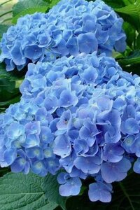 Hydrangea m. 'Blauer Prinz' 25-30 cm cont. 3,0L - afbeelding 1