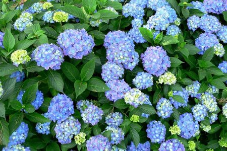 Hydrangea m. 'Blauer Prinz' 25-30 cm cont. 3,0L - afbeelding 2