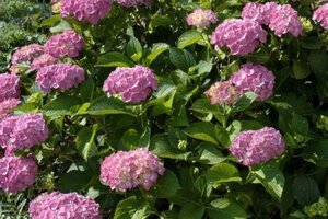 Hydrangea m. 'Bouquet Rose' 25-30 cm cont. 3,0L - afbeelding 1