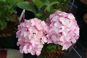 Hydrangea macrophylla 'Belle Seduction' Noble® 30-40 cm cont. 3,5L - afbeelding 1