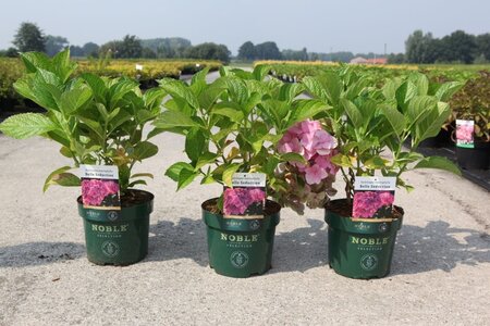 Hydrangea macrophylla 'Belle Seduction' Noble® 30-40 cm cont. 3,5L - afbeelding 2