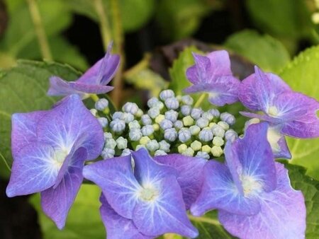 Hydrangea m. 'Eisvogel' 25-30 cm cont. 3,0L - afbeelding 1