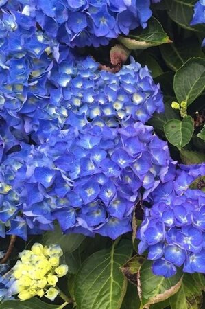 Hydrangea m. 'Eisvogel' 25-30 cm cont. 3,0L - afbeelding 2