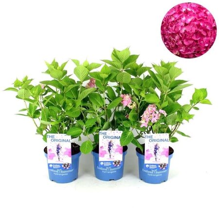 Hydrangea m. Endless Summer geen maat specificatie cont. 3,0L - afbeelding 1