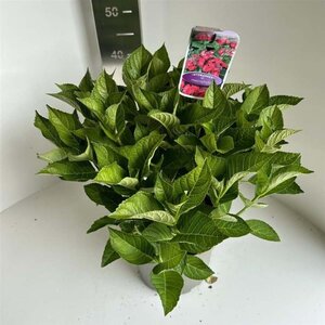 Hydrangea m. Frisbee Hot Pink 40-50 cm cont. 5,0L - afbeelding 1