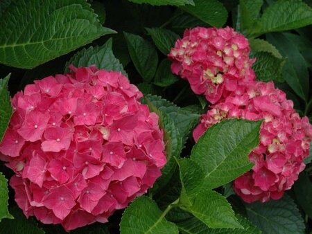 Hydrangea m. 'Glowing Embers' 25-30 cm cont. 3,0L - afbeelding 1