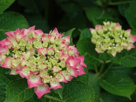 Hydrangea m. 'Glowing Embers' 25-30 cm cont. 3,0L - afbeelding 2